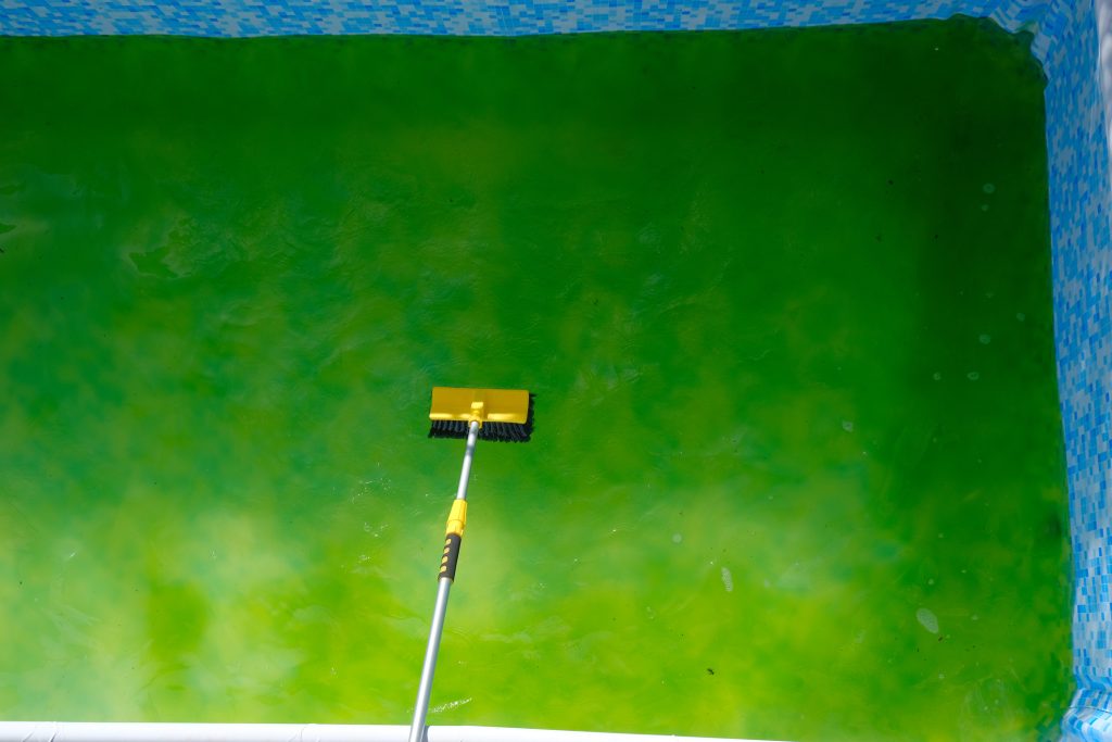 Swimming Pool Cleaning.Algae in the pool. - Puravida Pools, NJ